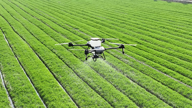 Agricultural spraying drone hovering above neat rows of a lush green crop field.